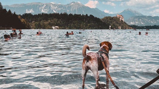 camping bled slowenien hund
