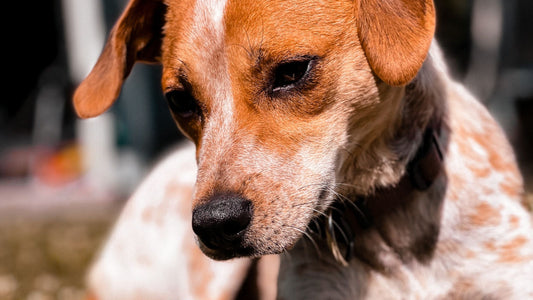 camping mit hund im Sommer podenco