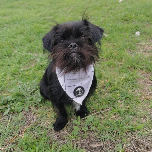 schwarzer Hund auf Wiese mit Bandana