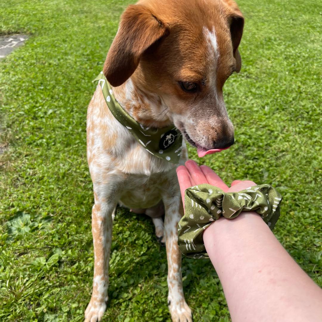 Tail & Tropic Bandana Hundehalstuch für Camping und Outdoor