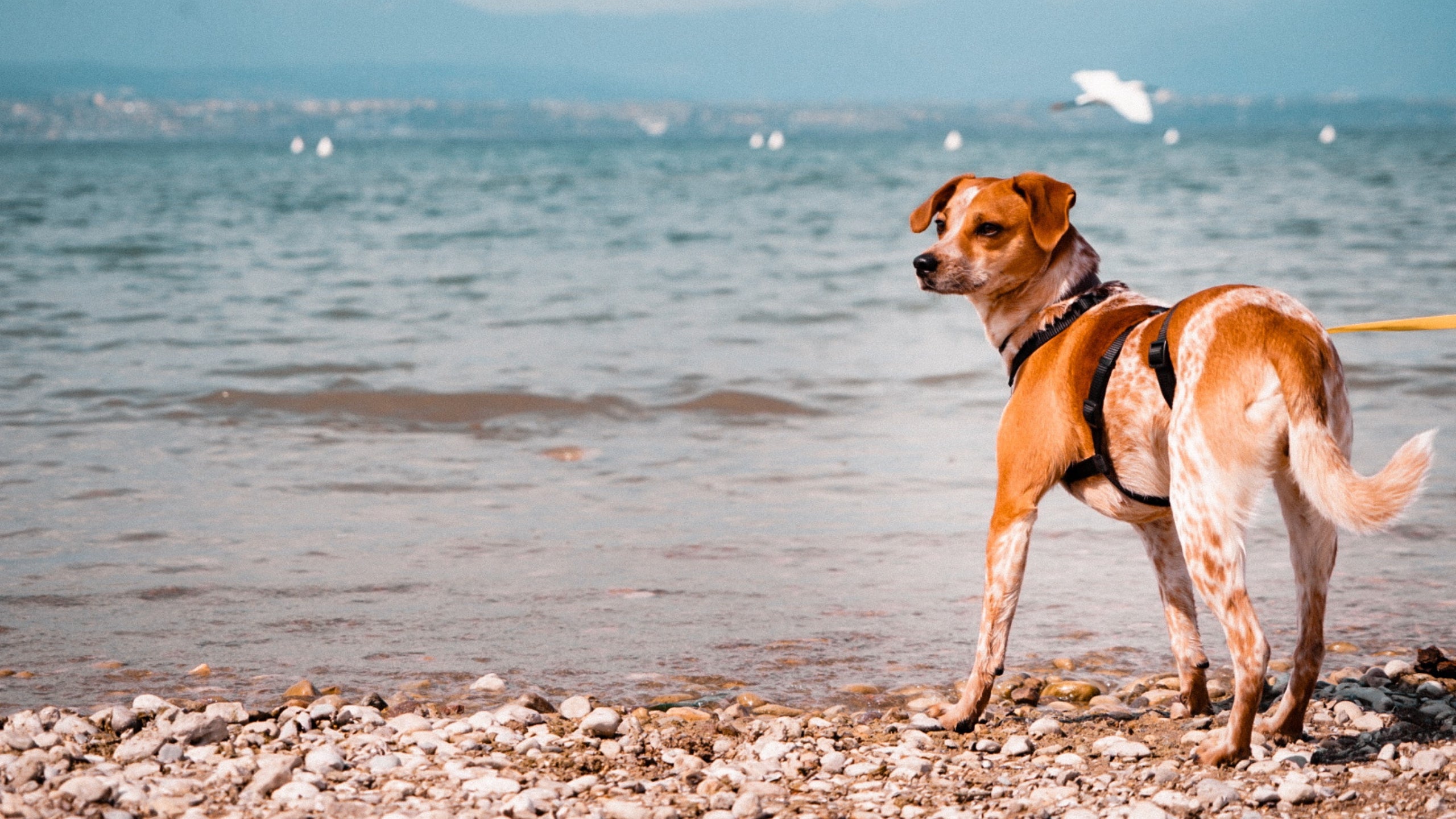 Hund beim Camping am Gardasee