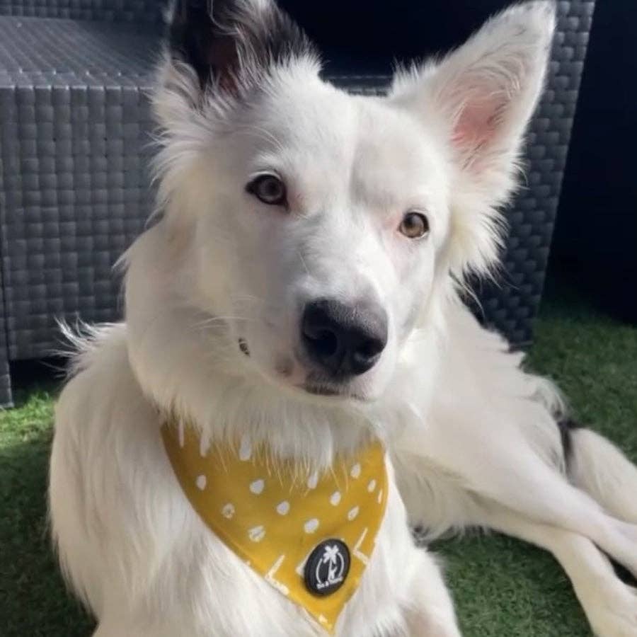 hund im garten mit bandana