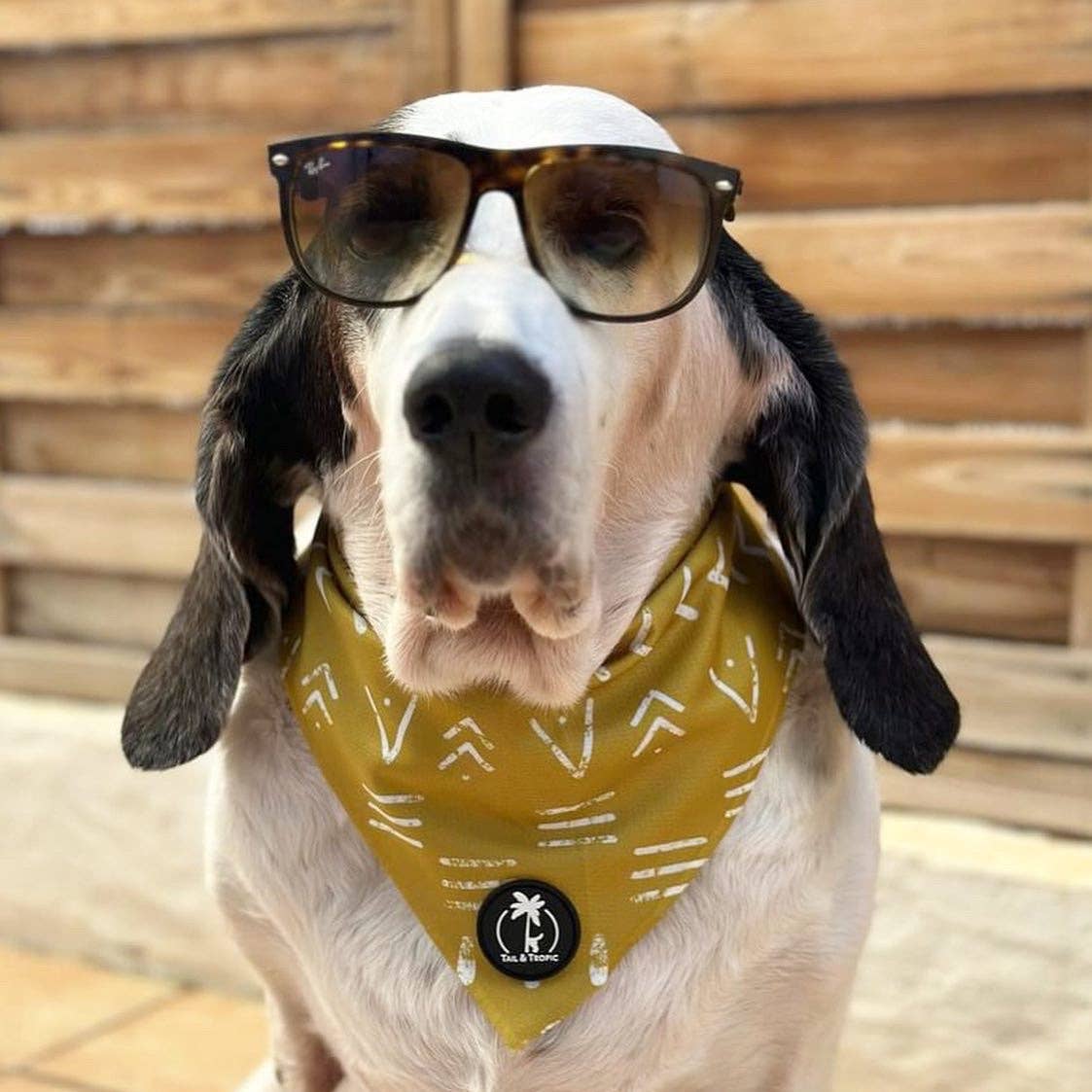 cooler hund mit Sonnenbrille beim camping mit bandana