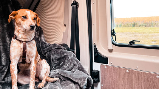 Hund im wohnmobil mit blick auf feld