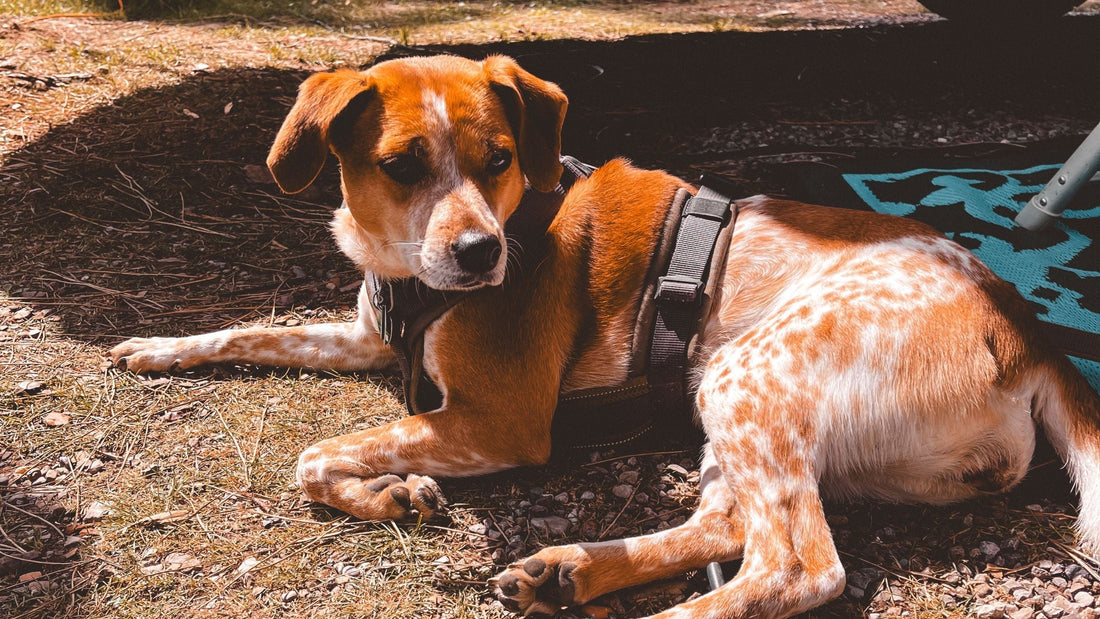 hund beim camping in italien