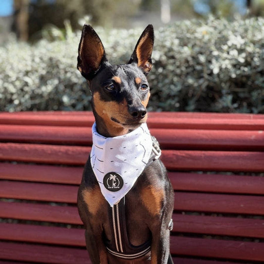 Hund auf Bank mit Hundehalstuch