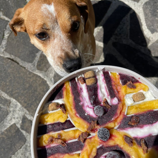 camping-hund-slowfeeder-bowl