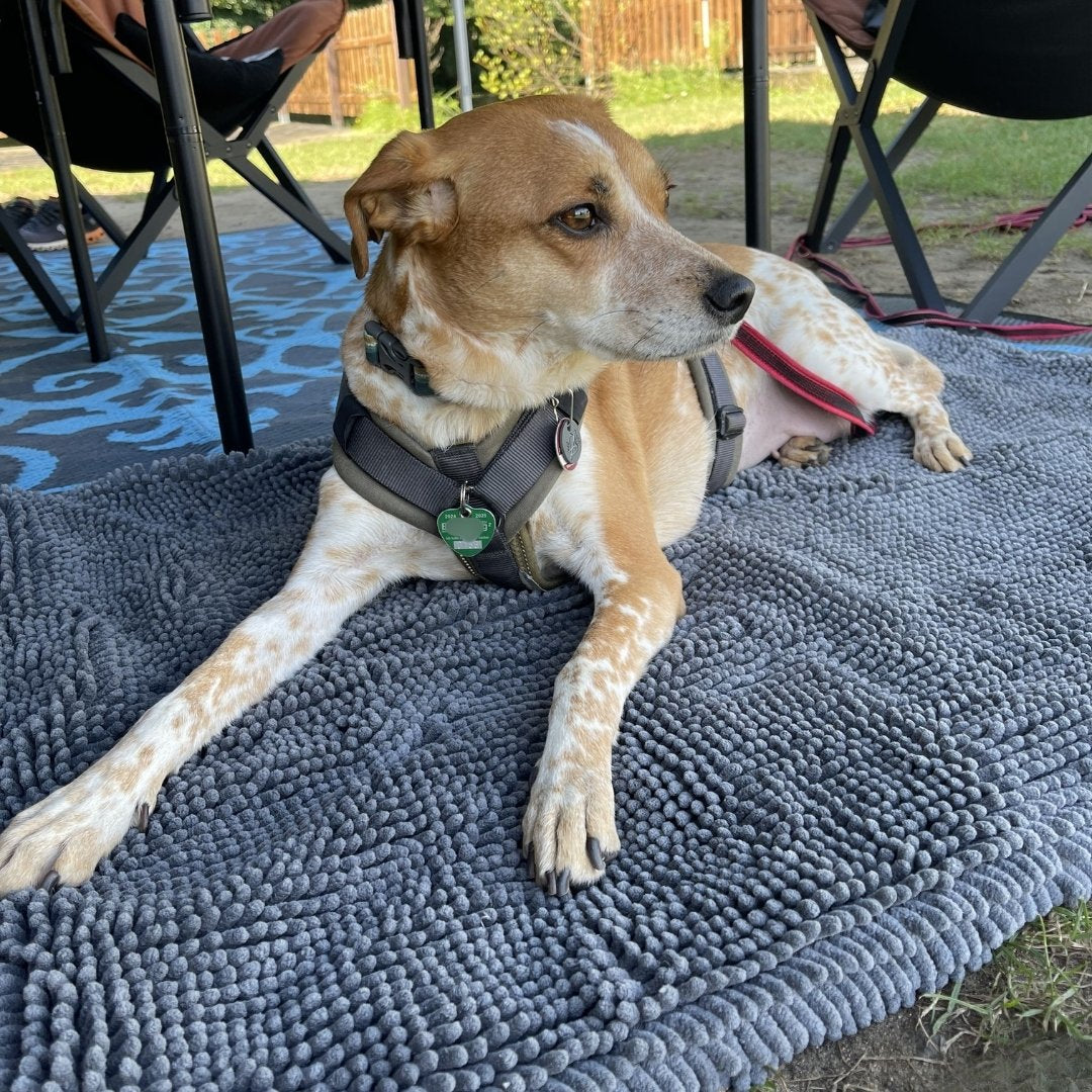 hund auf Hundedecke beim camping