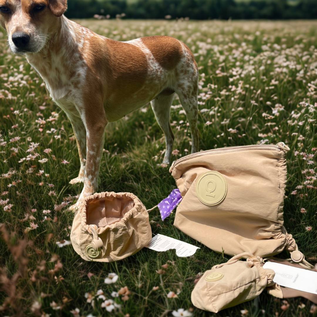 Hund mit Reisenapf Gassitasche und Leckerlibeutel
