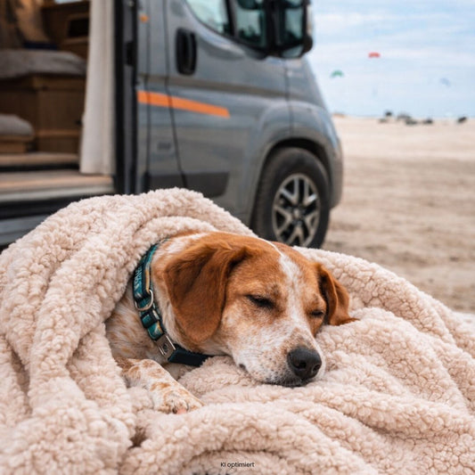 Hund eingekuschelt in Hundedecke in weicher Teddy Optik ideal für Camping, Vanlife und entspannte Momente mit Hund unterwegs