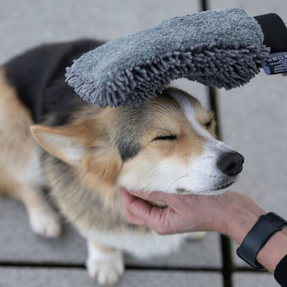 Hundefell am Kopf wird mit dem weichen Mikrofaser Trockenhandschuh getrocknet
