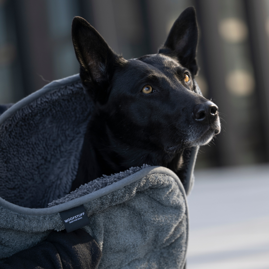 Dunkler Hund wird mit dem saugfähigen Hundehandtuch aus Mikrofaser abgetrocknet
