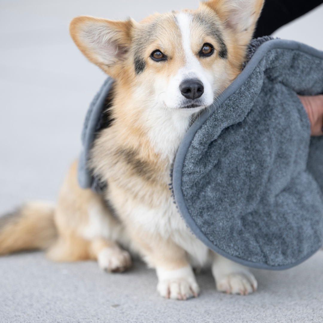 Hund neben dem graphitfarbenen Ultra Dry Comfort Hundehandtuch aus saugfähiger Mikrofaser
