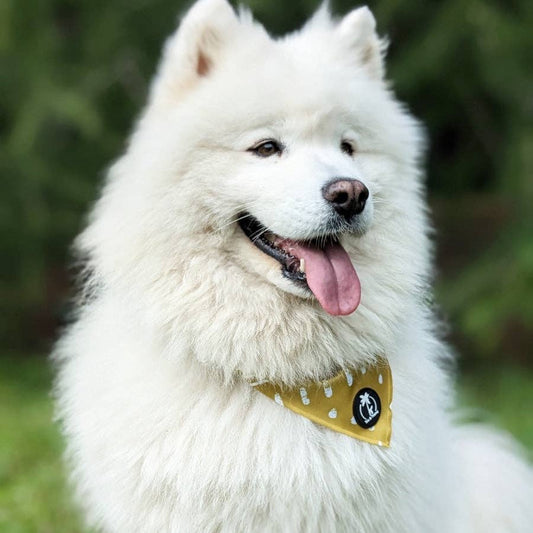 weißer hund mit bandana für camping outdoor