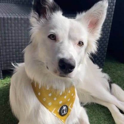 hund im garten mit bandana